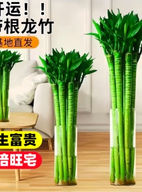 文昌竹4支金榜题名真正富贵竹水培带根花卉绿植物室内好养高端小
