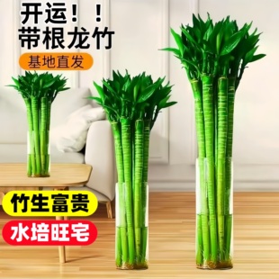 文昌竹4支金榜题名真正富贵竹水培带根花卉绿植物室内好养高端小