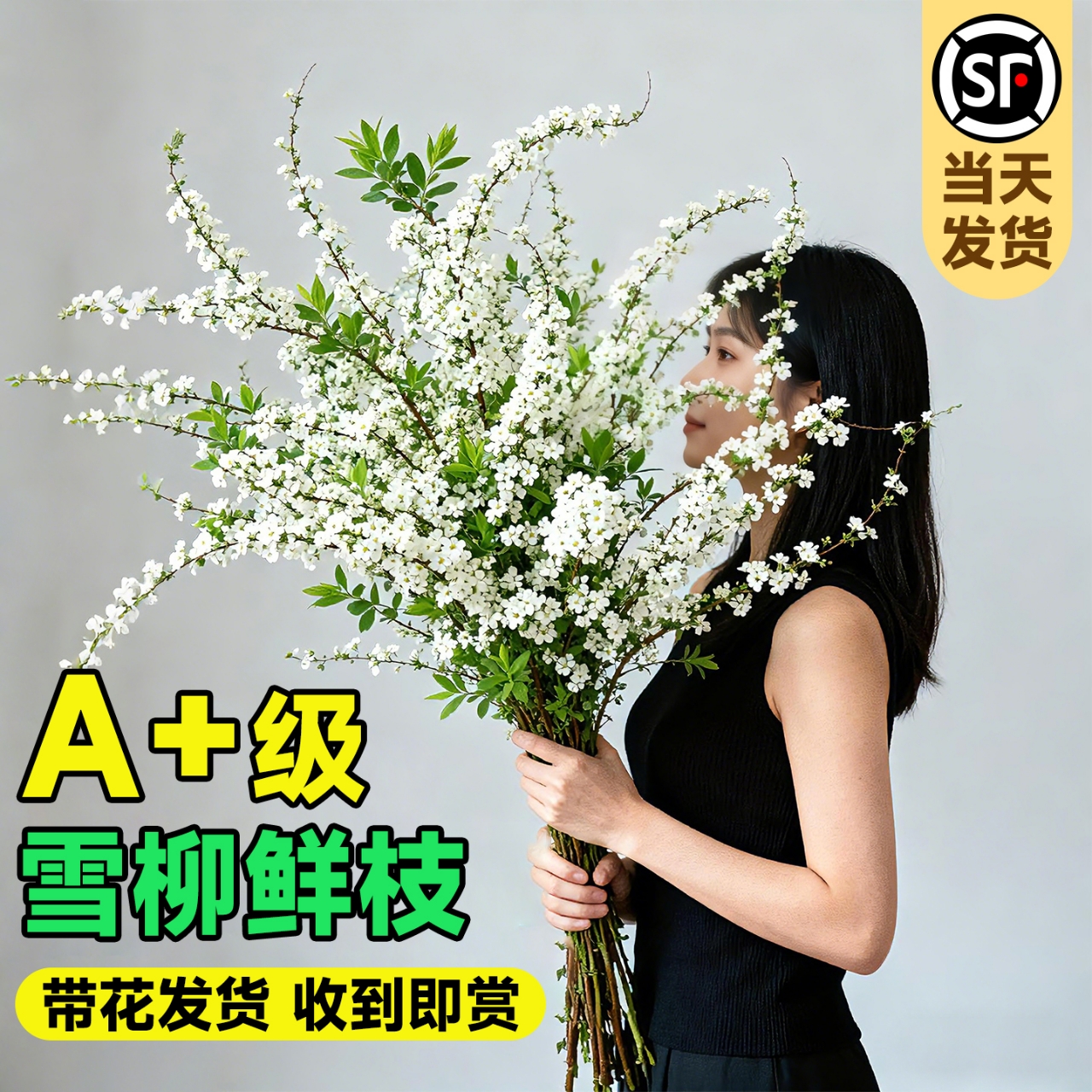 雪柳鲜枝带花苞水养干枝客厅水培植物龙柳鲜花卉插花绿植枝条好养