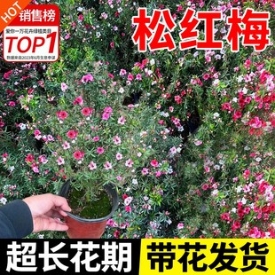 松红梅盆栽带花苞发货四季开花澳洲松红梅三色梅冬季开花植物