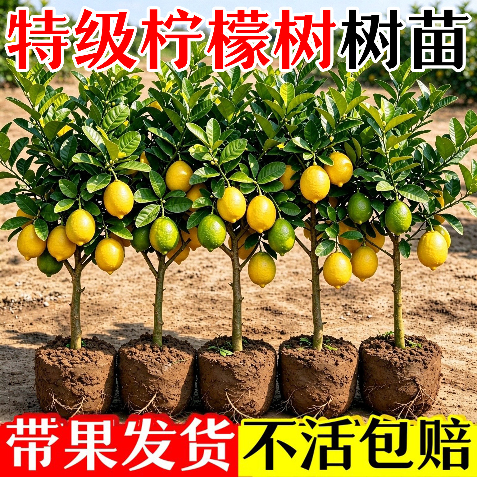 香水柠檬树苗盆栽带花带果树可食用客厅绿植大树老桩室内四季好养