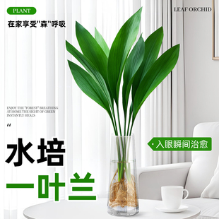 水培一叶兰大叶绿植盆栽客厅办公室内桌面水养四季常青懒人好养活