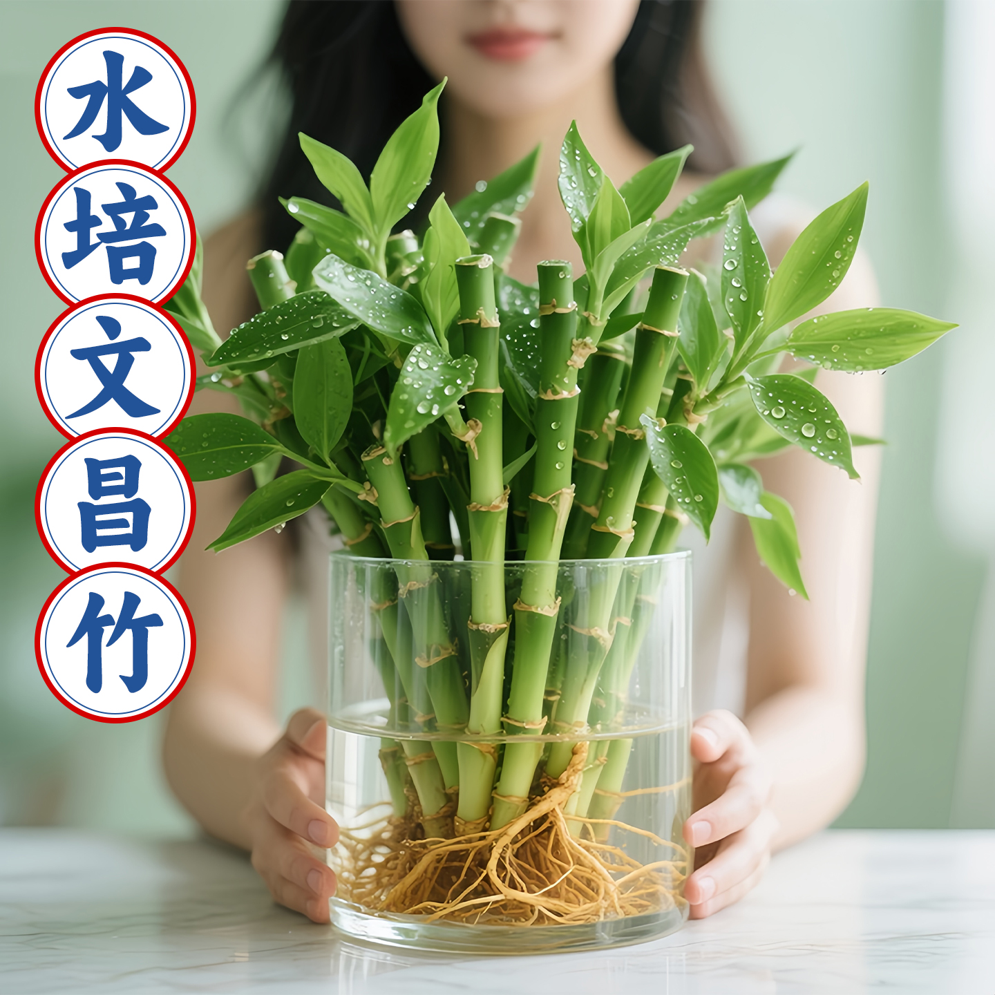 【热销】文昌竹水培植物室内好养