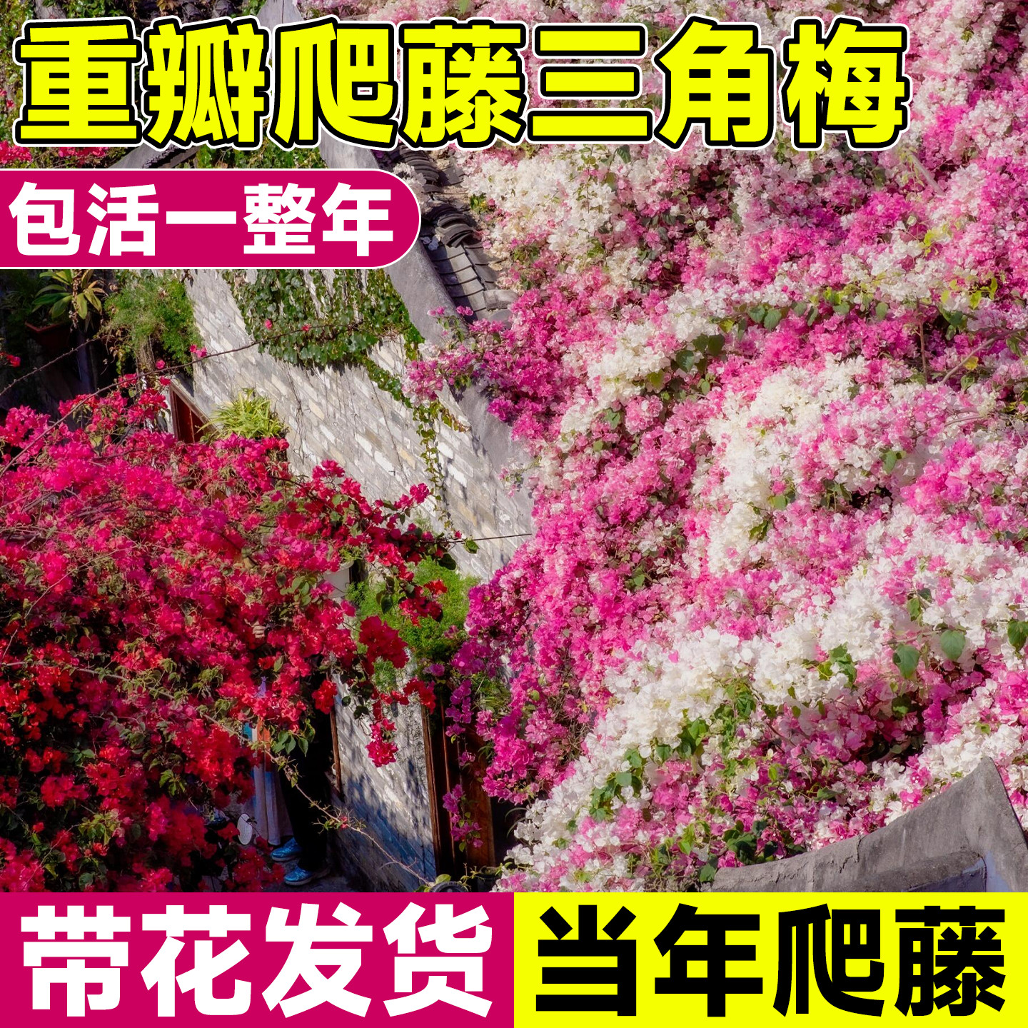 带花发货【重瓣爬藤】三角梅老桩