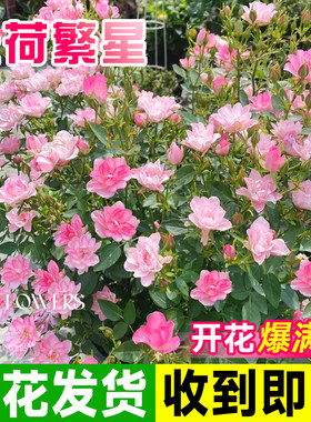 超多花天荷繁星月季盆栽四季开花