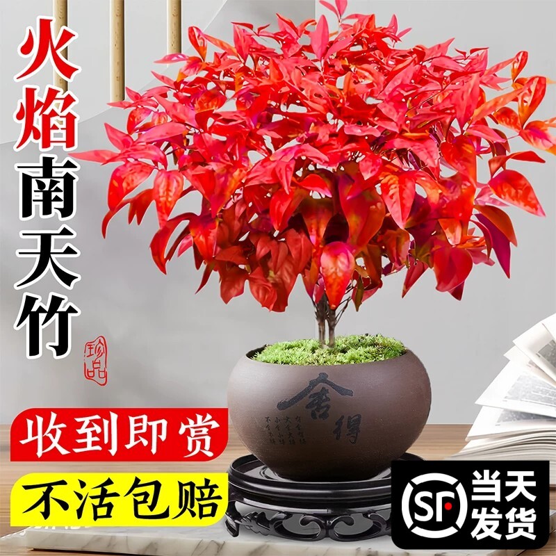 火焰南天竹盆栽客厅室内绿植红叶桌面盆景小矮桩特级树苗四季好养