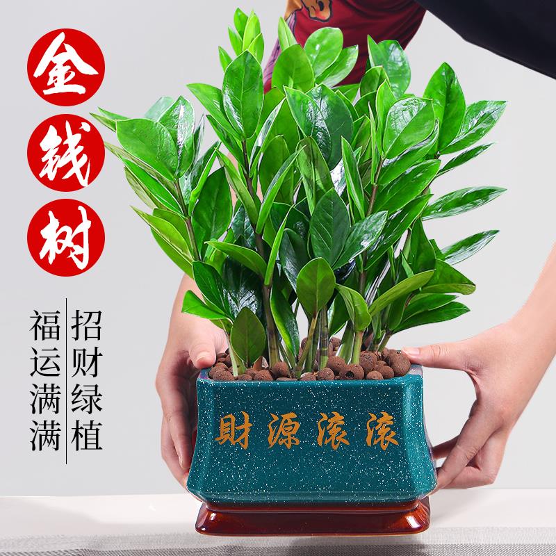 金钱树盆栽招财纳福植物室
