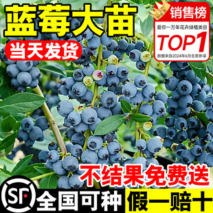 蓝莓树果苗特大号盆栽带果L25南北方四季 庭院阳台种植草莓果树苗