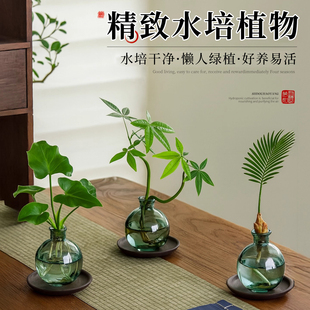 水培植物发财树奇趣造型办公室客厅桌面绿植招财摆件四季常青好养