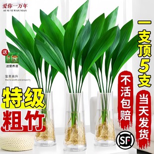 富贵竹水培植物盆栽室内好养一叶兰无土纯水培绿植花卉桌面发财竹