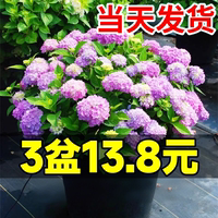 绣球花苗植物无尽夏开花好养的花四季不断盆栽花卉植物室内易养活