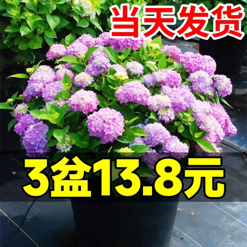绣球花苗植物无尽夏开花好养的花四季不断盆栽花卉植物室内易养活