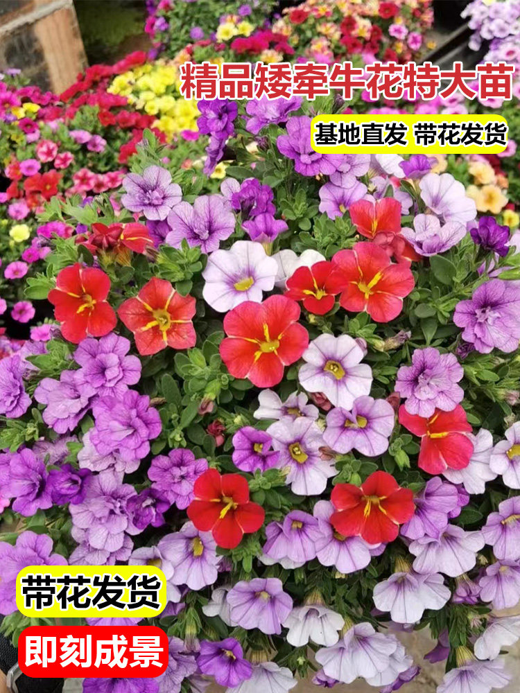 重瓣矮牵牛盆栽冰淡紫进口矮牵牛花苗室内阳台四季开花卉植物垂吊