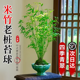 米竹水培植物室内好养富贵竹金山棕竹客厅招财旺宅水竹子绿植盆栽