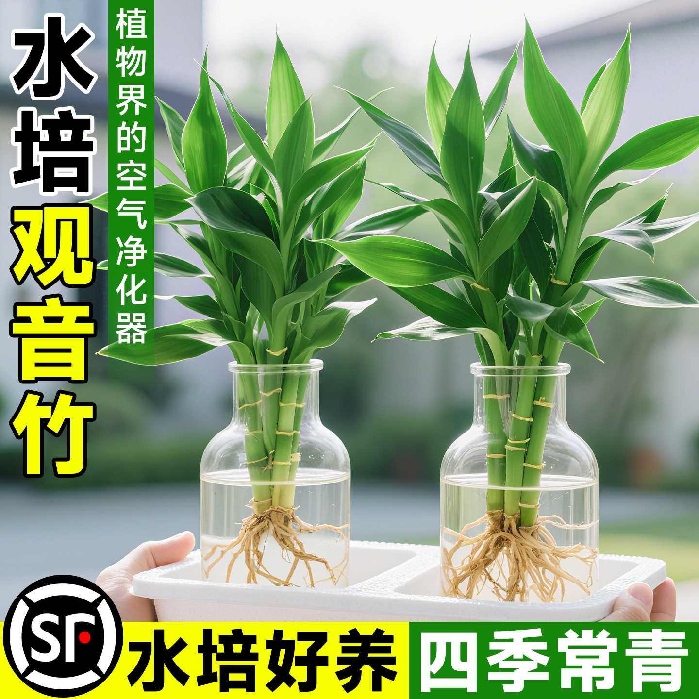 【竹来运转】富贵招财竹观音竹