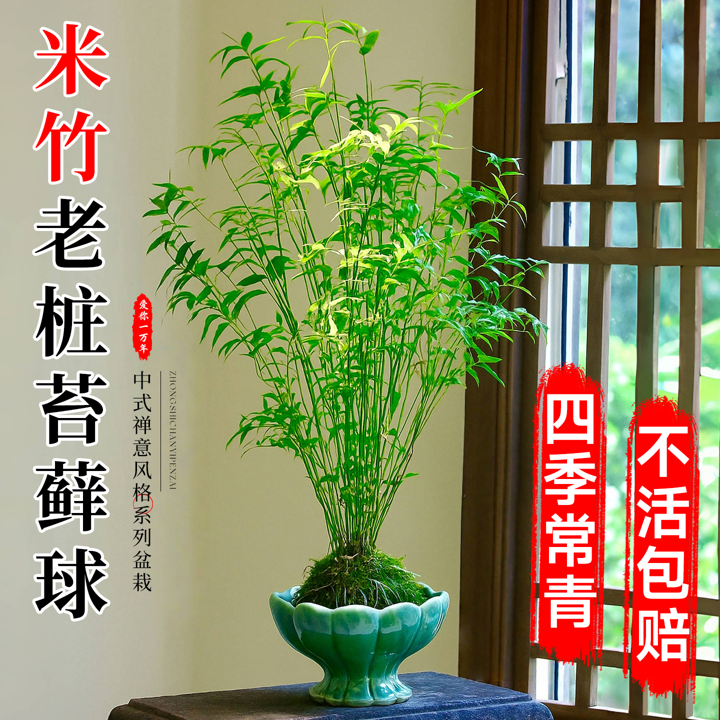 【热销爆款】小叶米竹苔藓球老桩