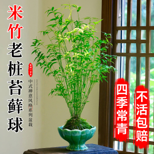 水培米竹室内盆栽植物水养观音竹富贵竹南天竹发财水竹子客厅绿植