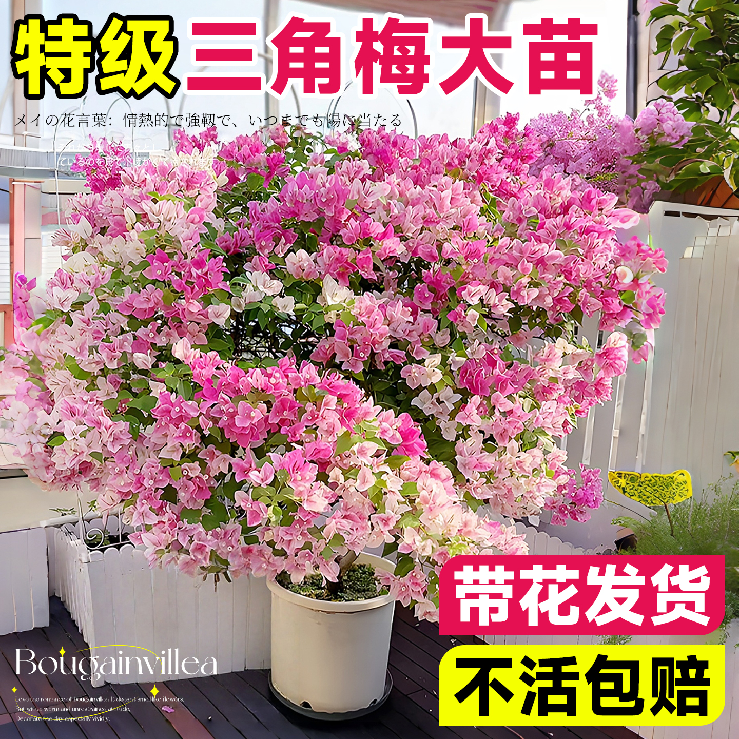 【热销爆款】重瓣三角梅带花发货