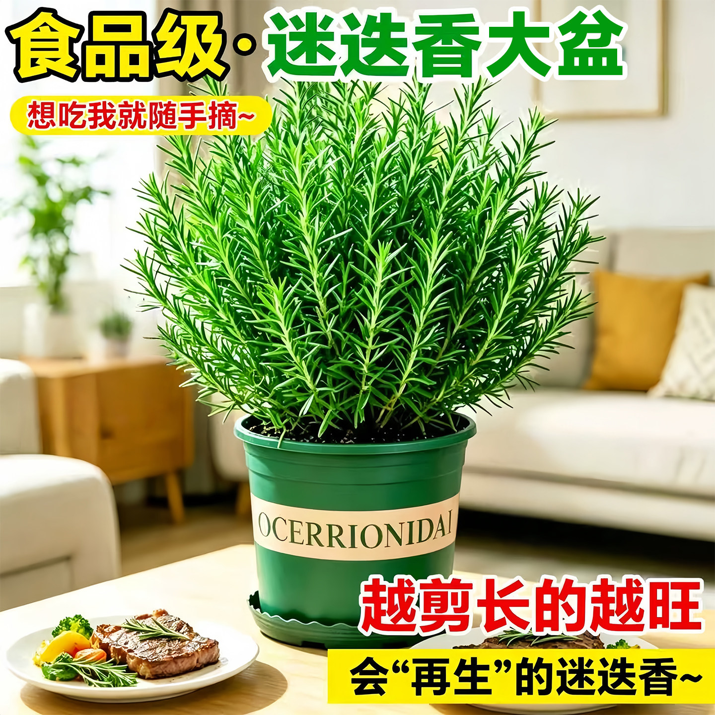 可食用迷迭香大苗香草植物牛排用图片
