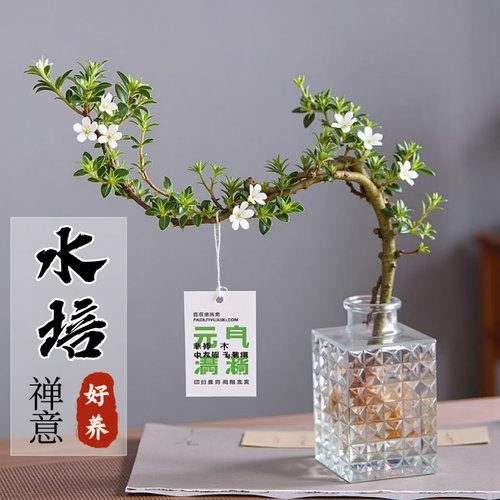 【10000+】造型盆景水培植物好养