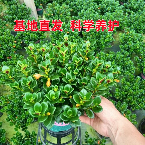 【带花】好养金鱼花吊兰盆栽绿植