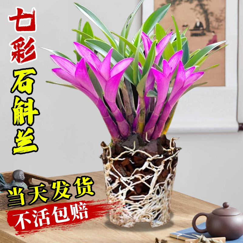精品苗！七彩香水石斛兰名贵兰花