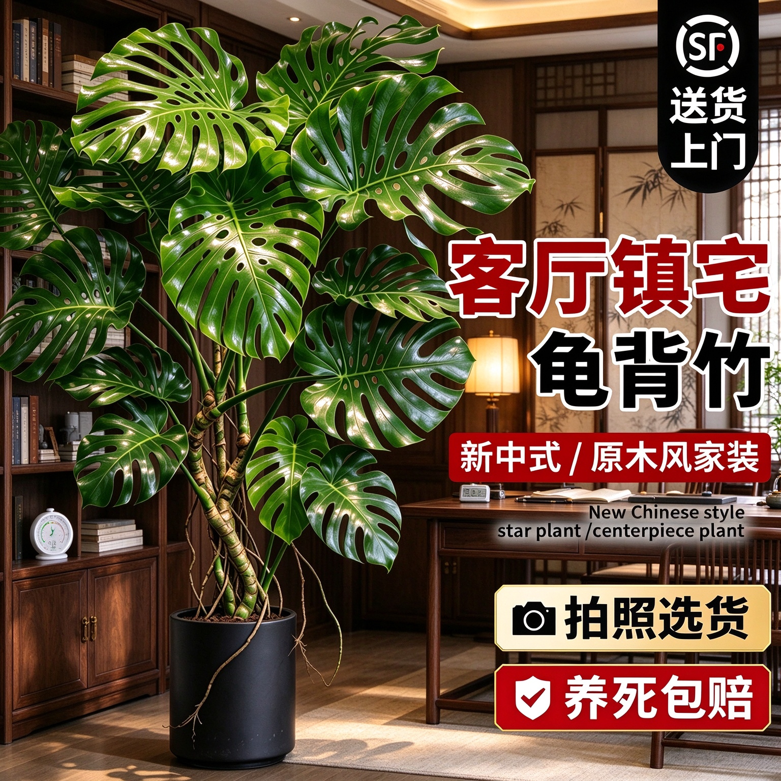 客厅大叶龟背竹老桩盆栽好养