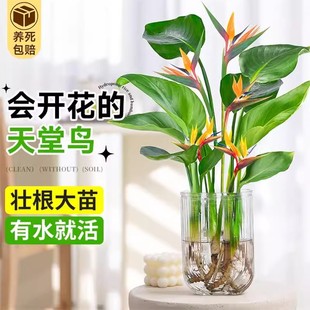天堂鸟绿植水培植物盆栽花卉植物室内客厅无土水培龟背竹四季常绿