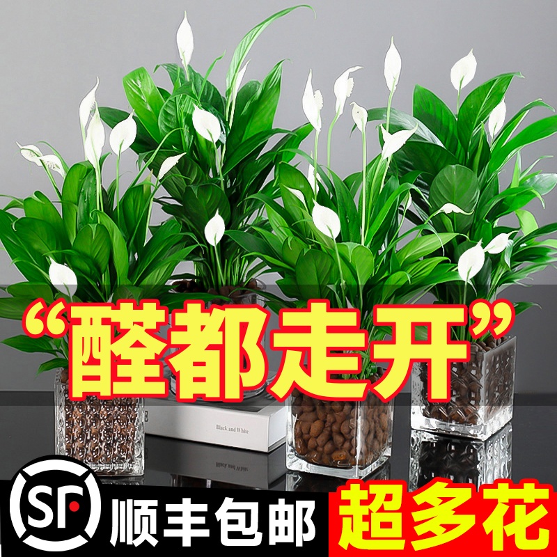 室内水培简约除甲醛白掌净化空气