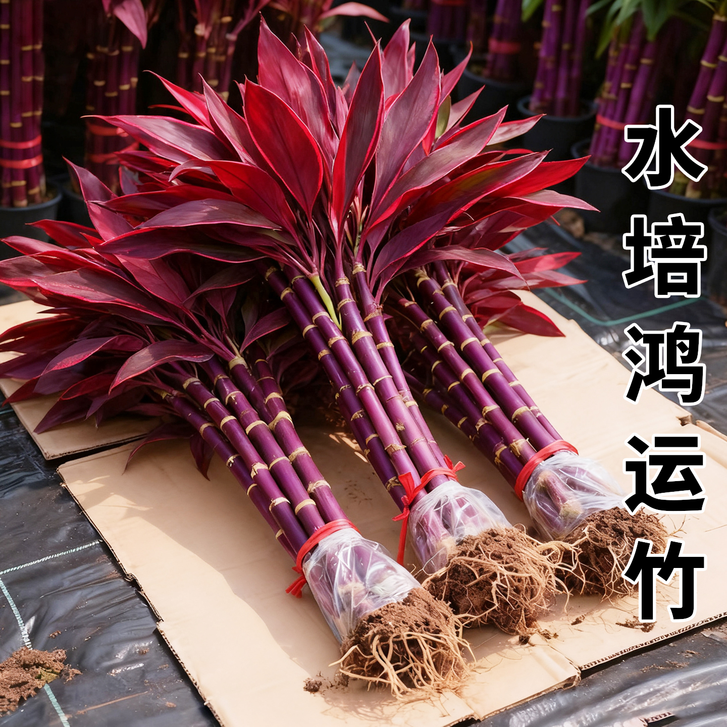 【紫气东来】富贵竹水培植物客厅