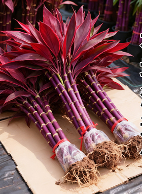 紫竹鸿运当头富贵竹水培绿植物盆栽粗杆带根客厅招财竹子室内花卉