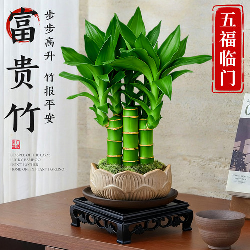 富贵竹植物客厅招财文昌竹