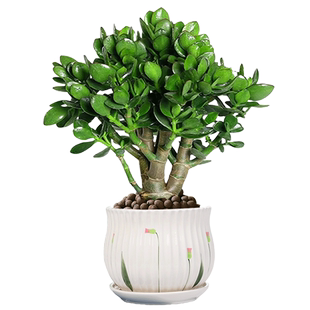 玉树老桩大株盆栽多肉植物室内四季好养绿植净化空气四季常绿盆栽