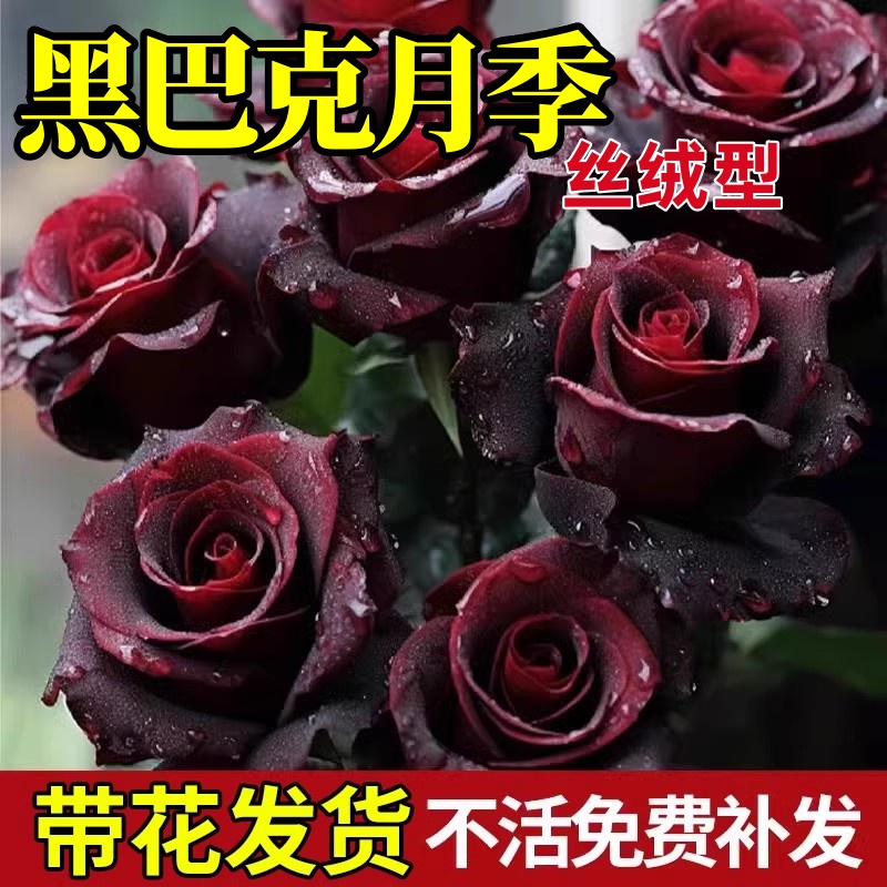 黑巴克玫瑰花树苗老桩月季