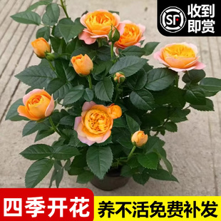 玫瑰花盆栽四季 开花带特大花苞花卉绿植物月季 蔷薇室内外庭院阳台