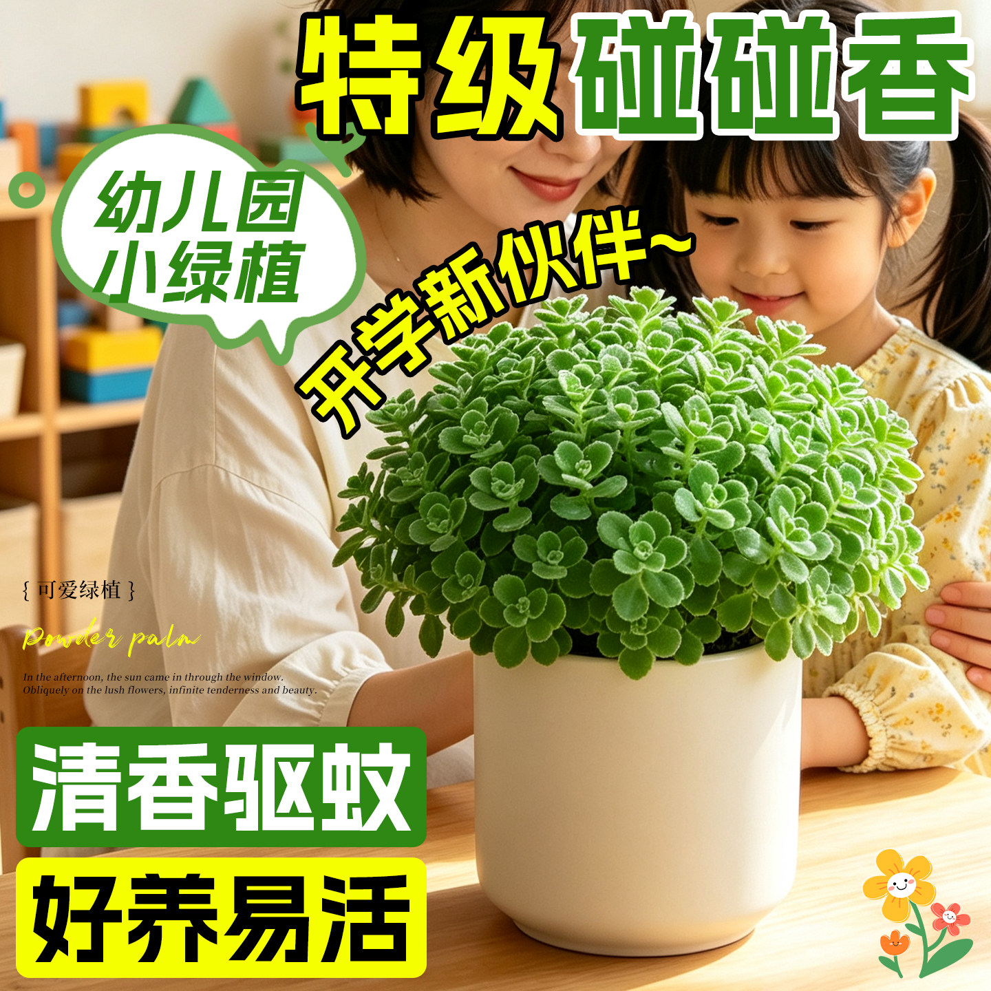 【养死包赔】碰碰香盆栽植物室内图片