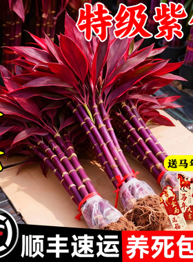 鸿运紫竹富贵竹水培植物粗杆客厅招财竹子室内绿植发财竹年宵花卉