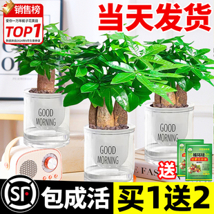 2024新款 发财树小盆栽花卉绿植物室吸甲醛绿萝文竹水培发财树好养