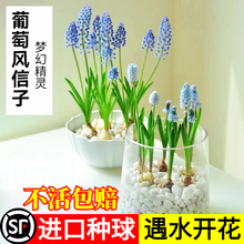 种球根耐寒植物秋冬花卉水养百合 5颗水培葡萄风信子方玻璃瓶套装