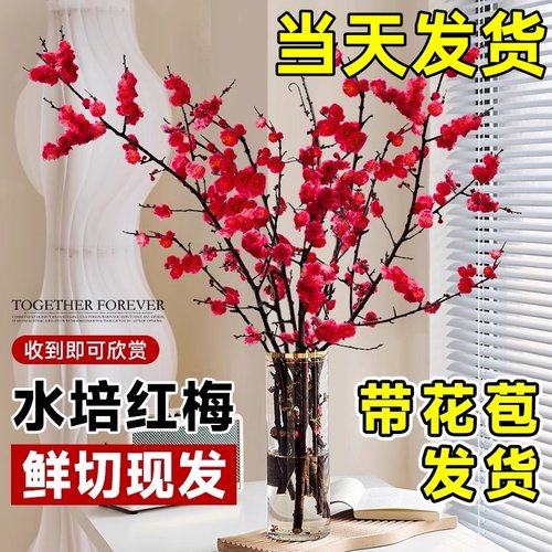 【带花苞6.8】红梅干枝水培真花