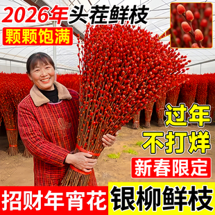 银柳真花鲜枝干花摆件室内水培绿植物新年红福桶招财年宵花卉盆栽