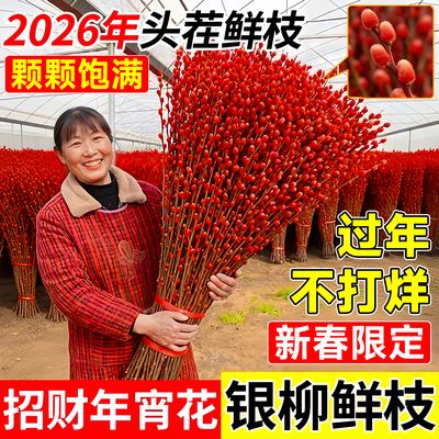 已售10w+银柳真花鲜枝颗颗饱满