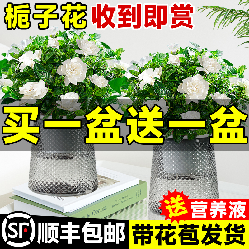 水培植物栀子花盆栽四季开花带花苞办公室内客厅桌面绿植好养花卉