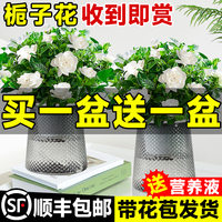 水培植物栀子花盆栽四季开花卉懒人适合好养的办公室内桌面绿植物