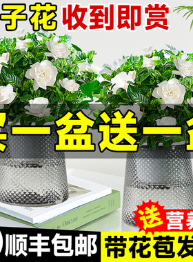 水培植物栀子花盆栽四季开花卉懒人适合好养的办公室内桌面绿植物