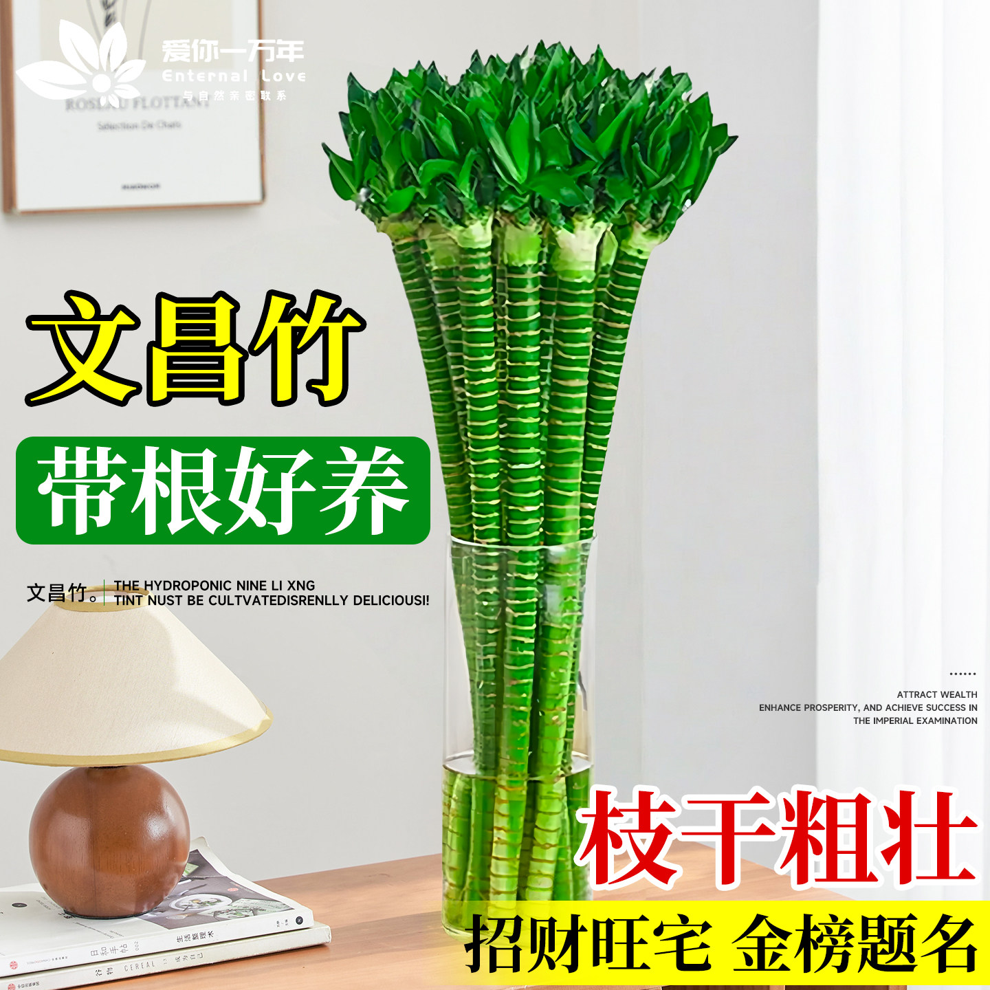 带根文昌竹龙竹富贵竹室内水培植物文昌竹4支金榜题名办公室转运
