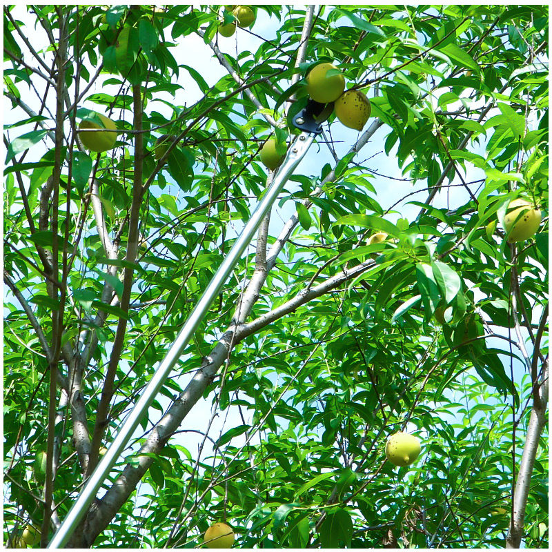 摘果神器水园林高枝剪修高空剪长剪杆采摘树枝剪刀树枝剪龙眼树苗