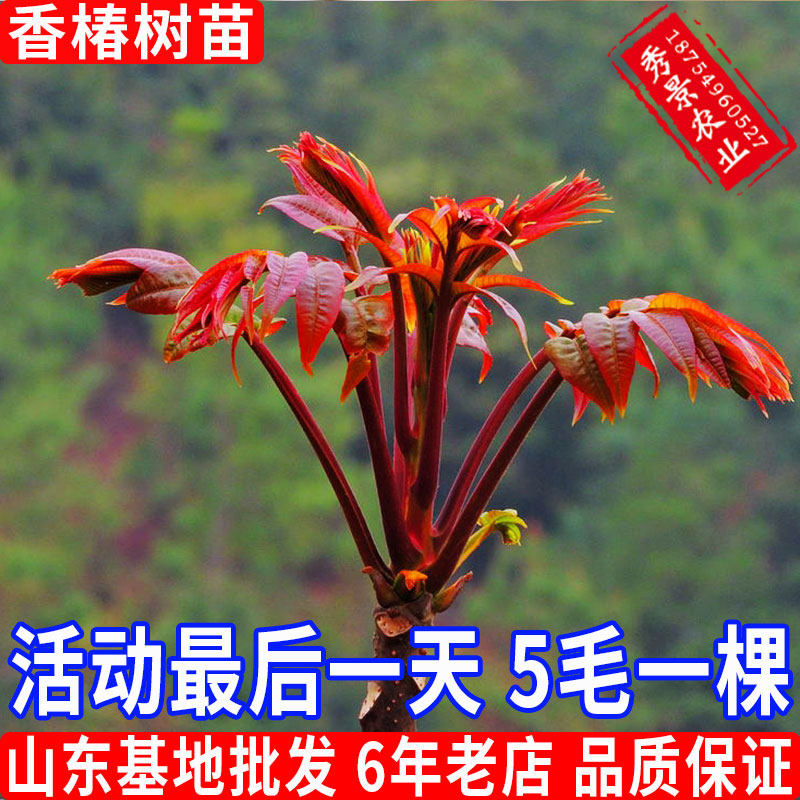 香椿苗树苖食用红油绿油香椿芽树南方北方大棚种植室外盆栽地栽苗