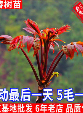 油绿香椿芽大棚种植室外地栽苗