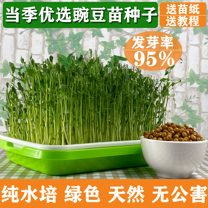 豌豆苗芽苗菜种子 图片 价格 多少钱 什么值得买 豌豆苗芽苗菜种子 图片 价格 多少钱 什么值得买